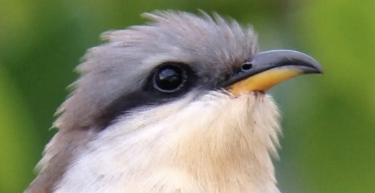 Mangrove Cuckoo - ML624480284