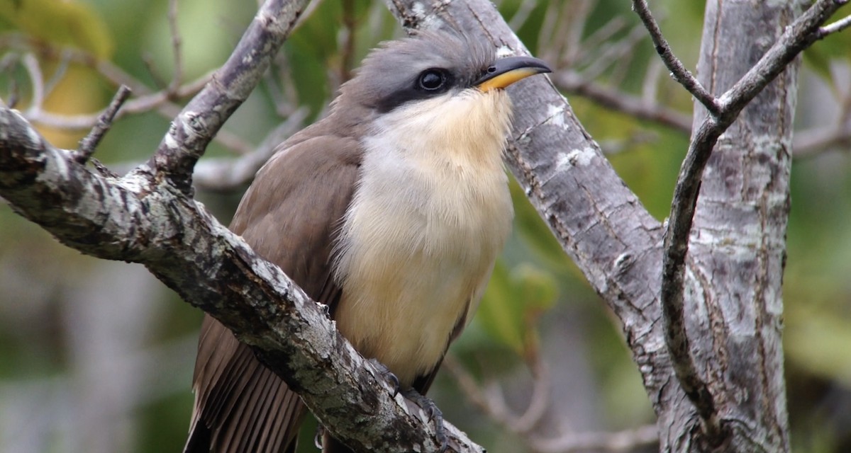 Mangrove Cuckoo - ML624480297