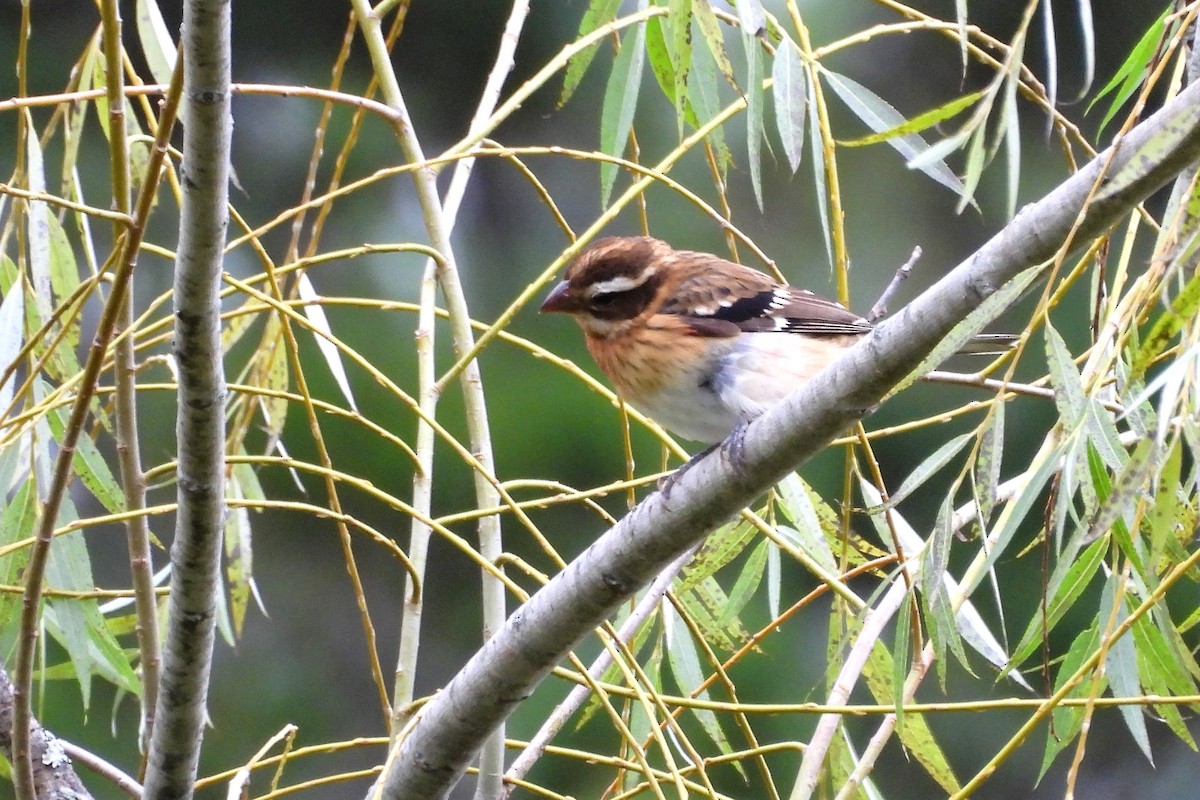 Rose-breasted Grosbeak - S. K.  Jones