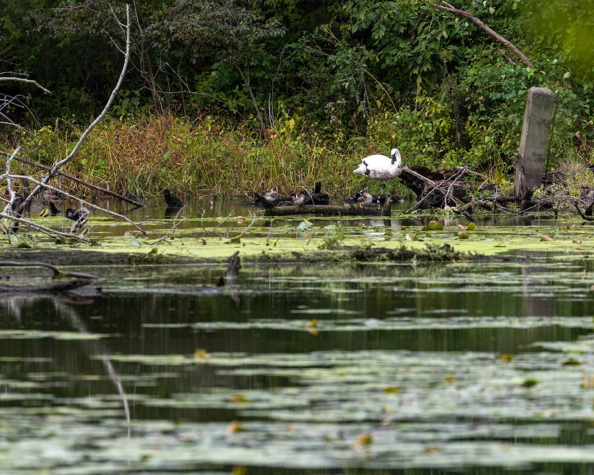 Trumpeter Swan - ML624480367