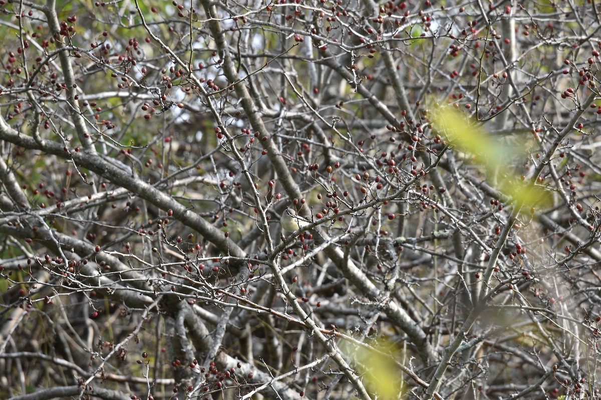 Viréo mélodieux (gilvus) - ML624480388