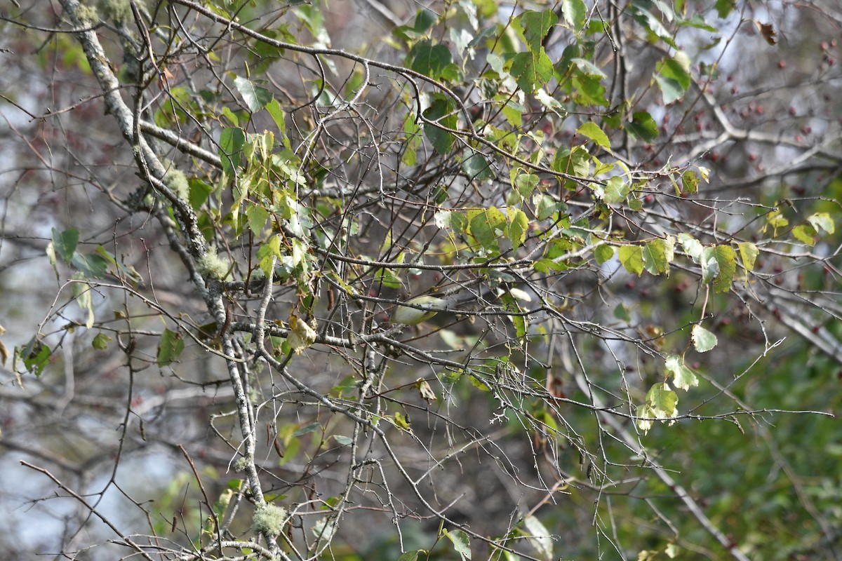Viréo mélodieux (gilvus) - ML624480389