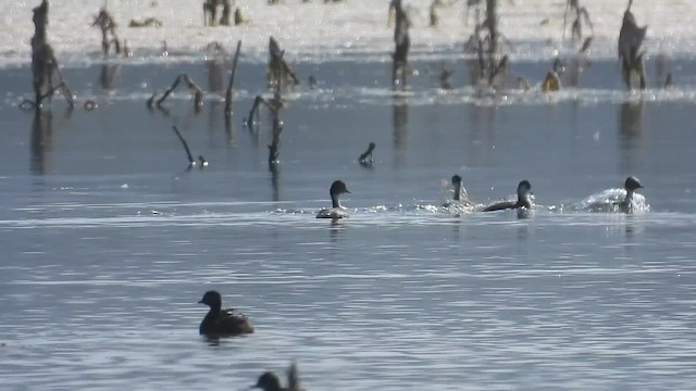 Silvery Grebe (Patagonian) - ML624480394