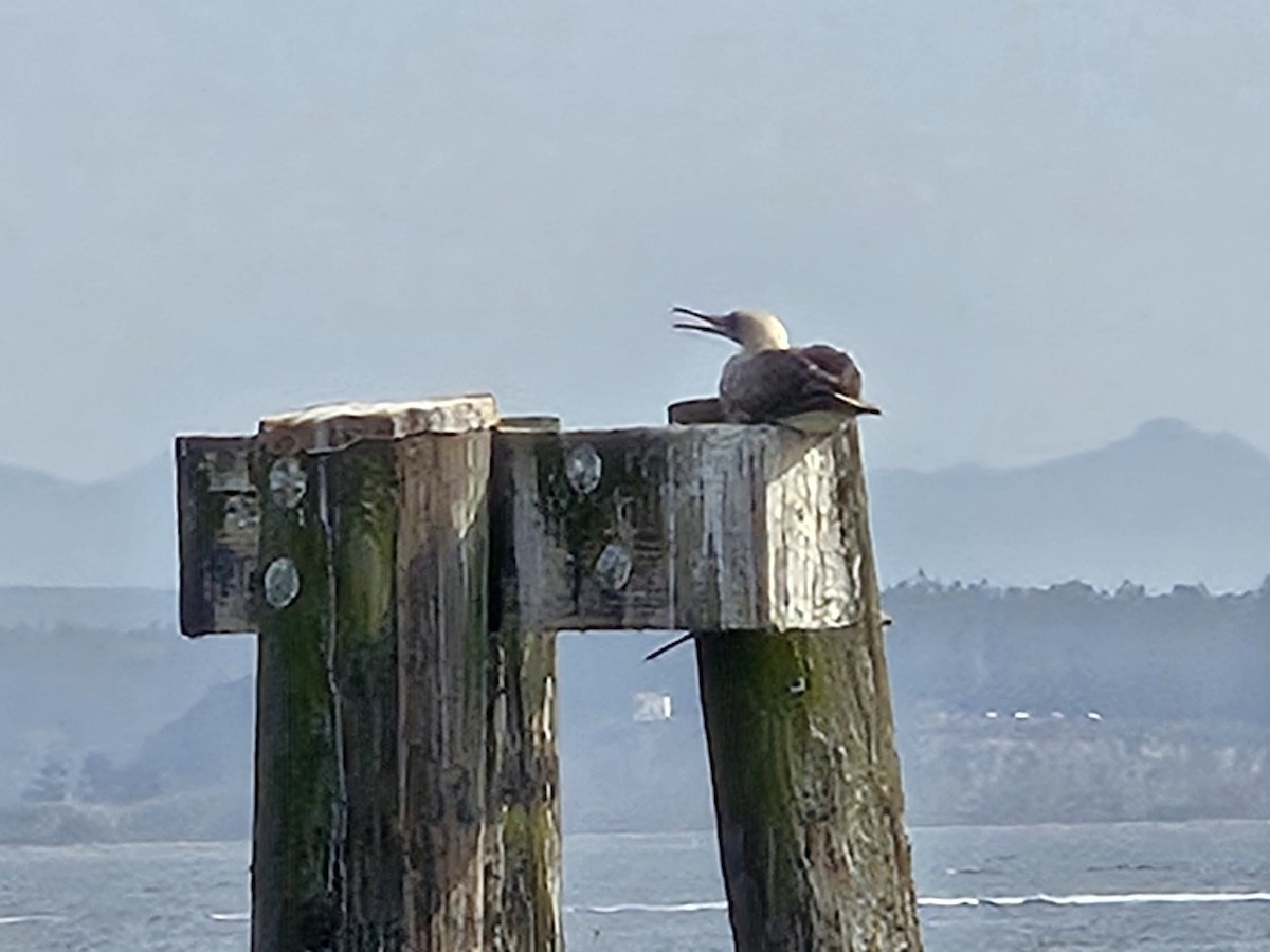 Red-footed Booby - ML624480569