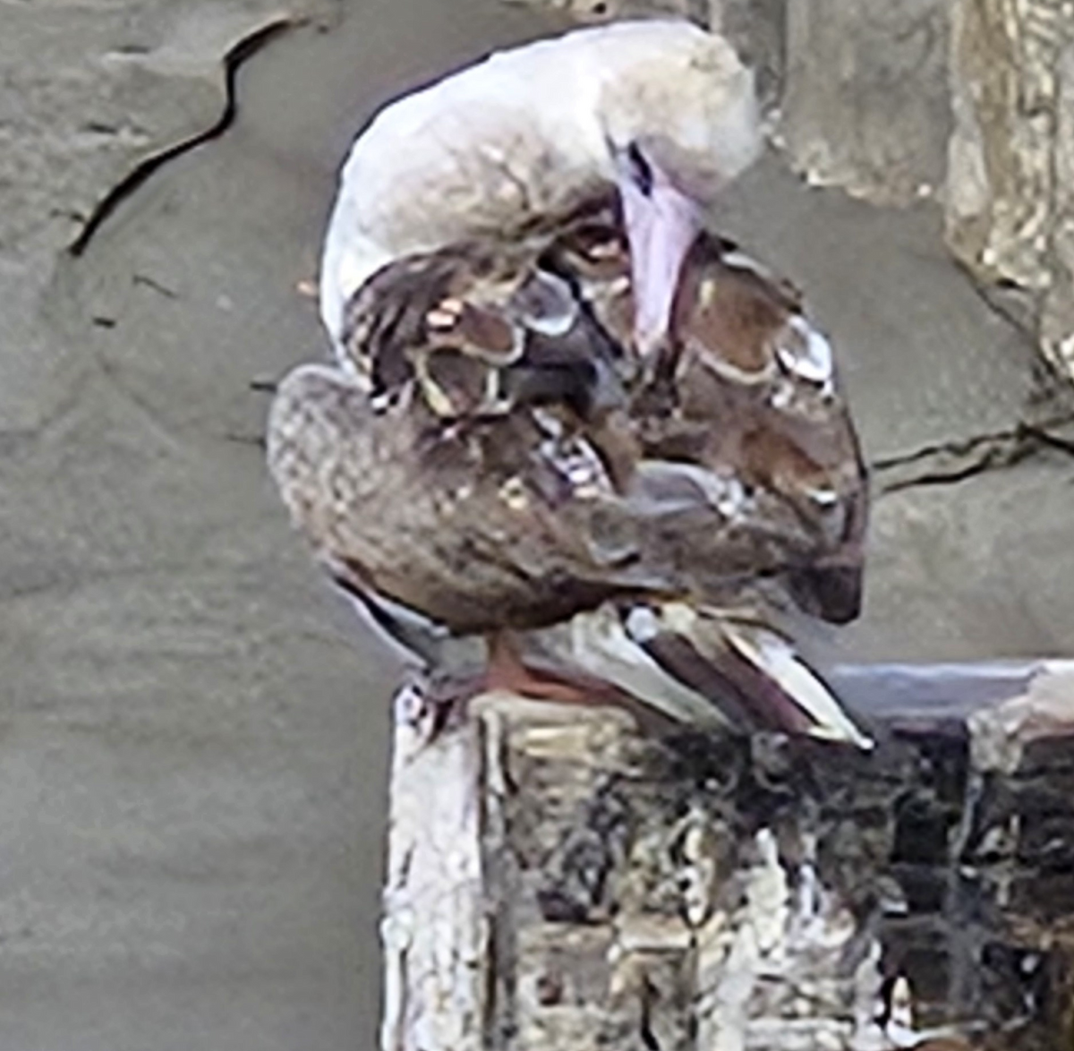 Red-footed Booby - ML624480585