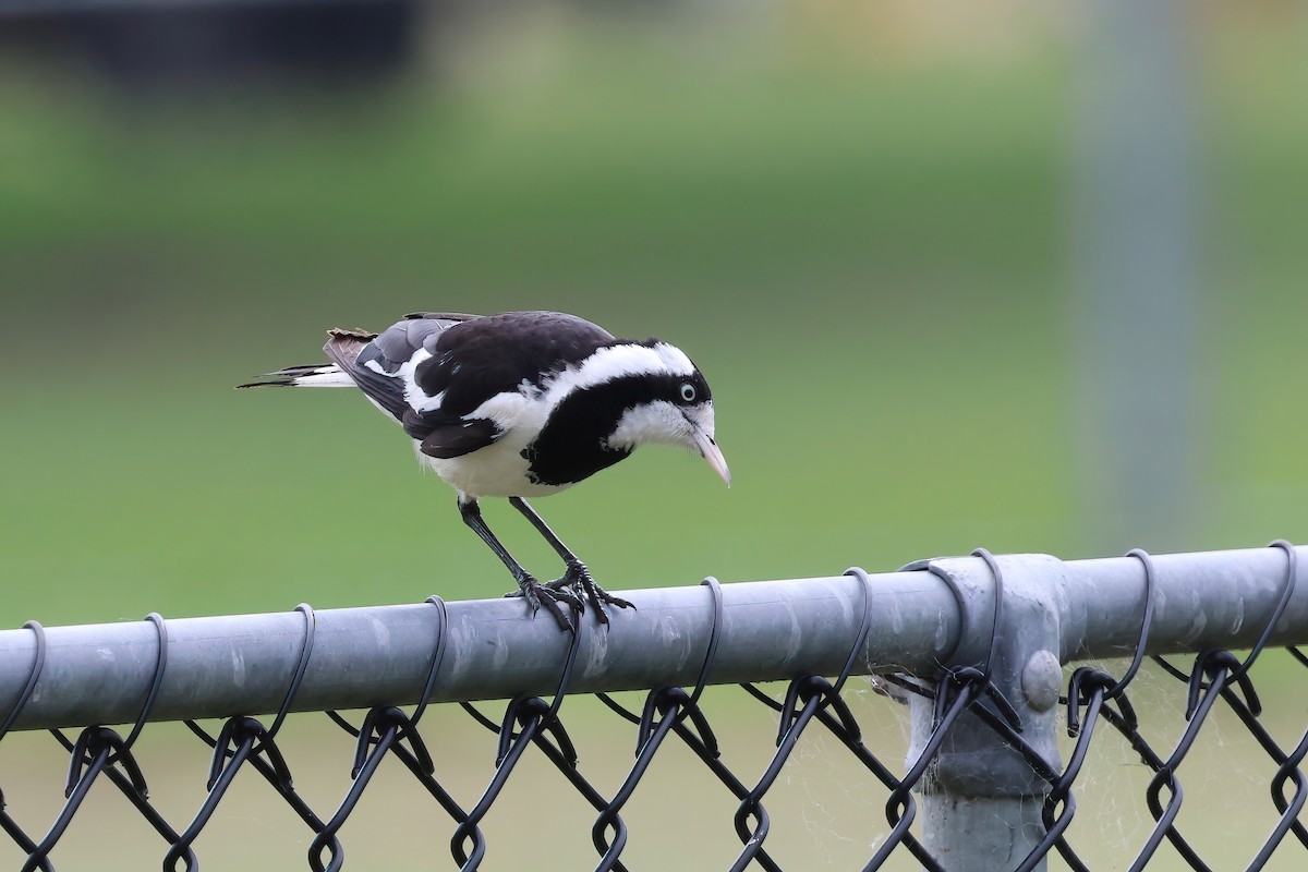 Magpie-lark - ML624480627