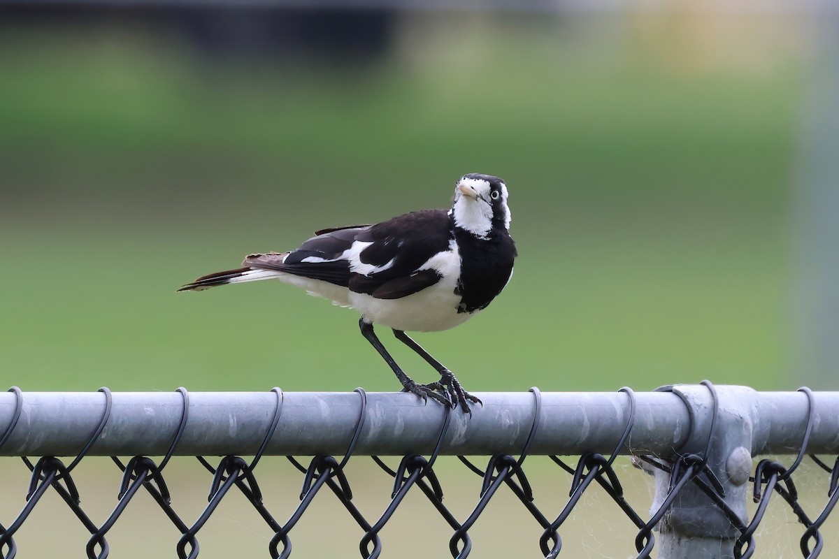 Magpie-lark - Dennis Devers