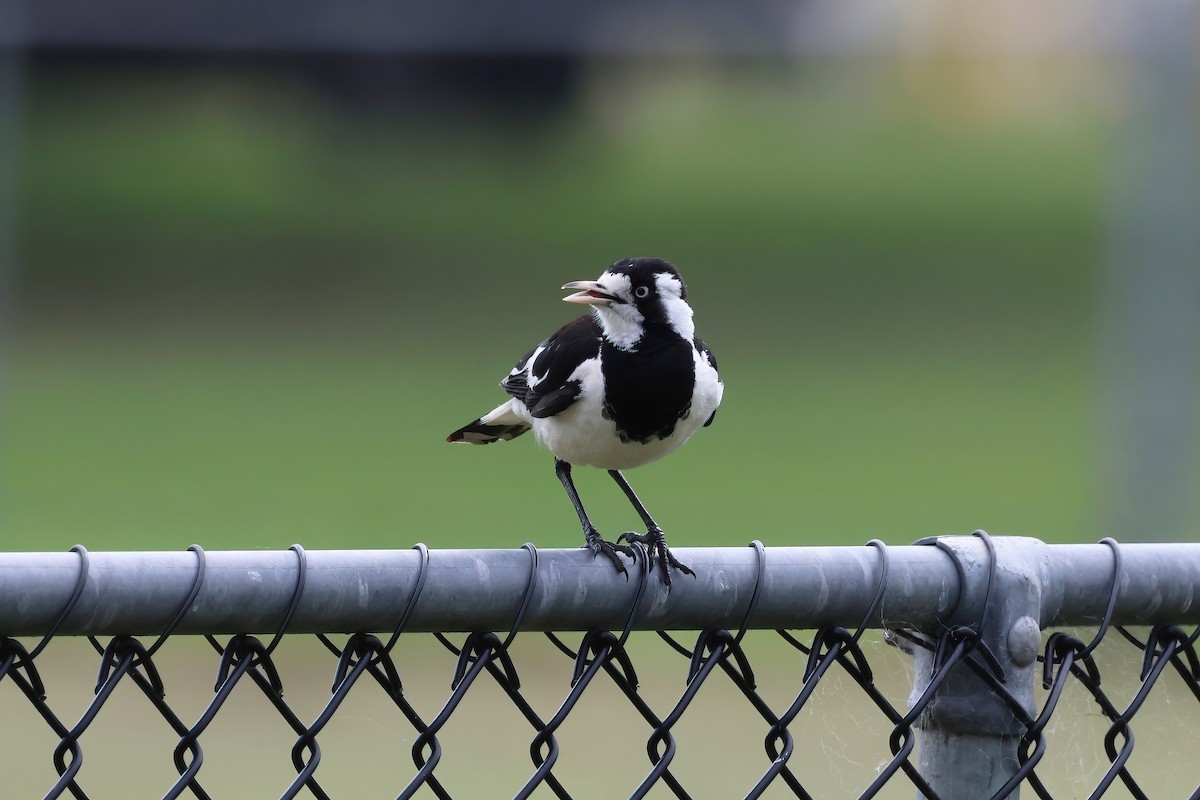 Magpie-lark - ML624480629