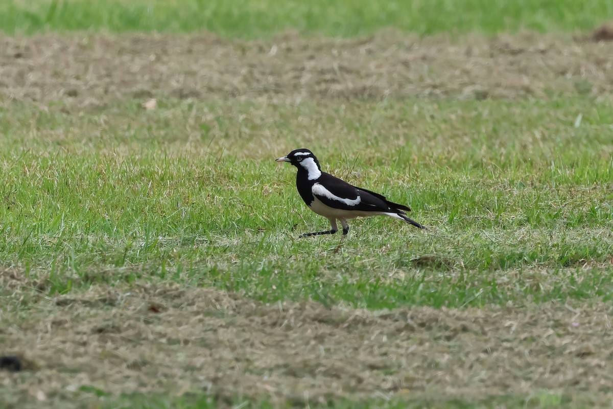 Magpie-lark - ML624480653