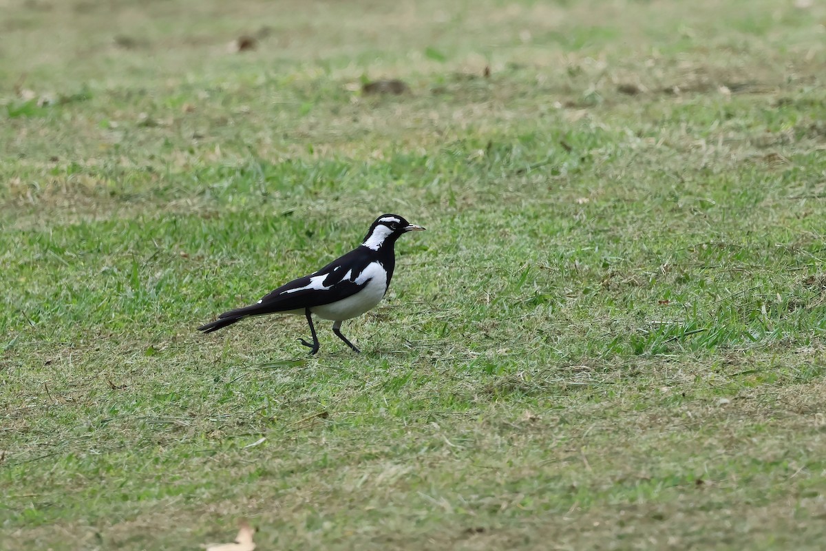 Magpie-lark - ML624480656