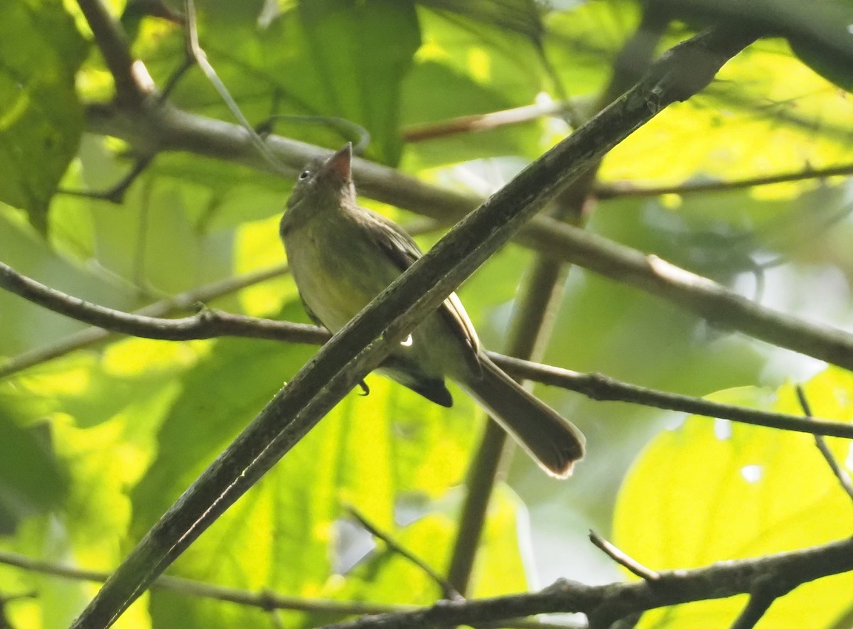 Orange-eyed Flatbill - ML624480771