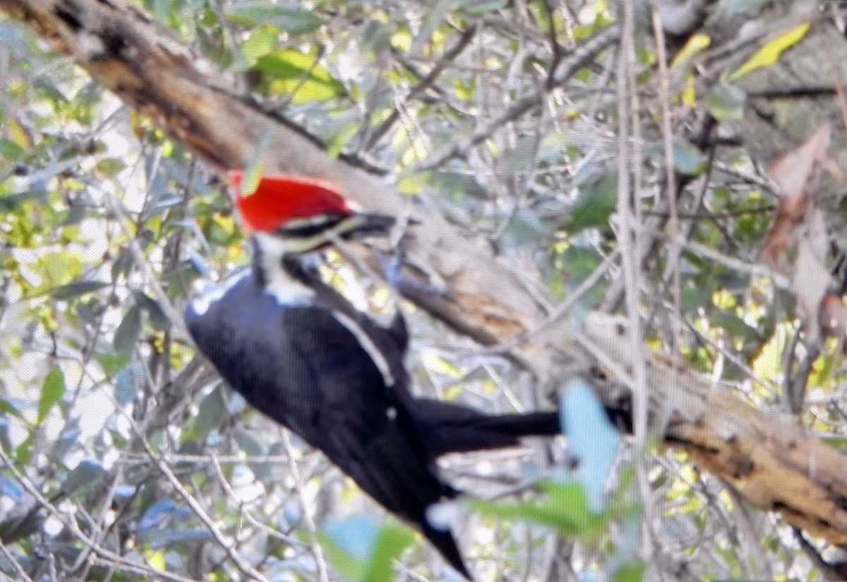 Pileated Woodpecker - ML624480777