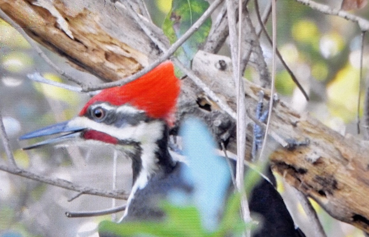 Pileated Woodpecker - ML624480793