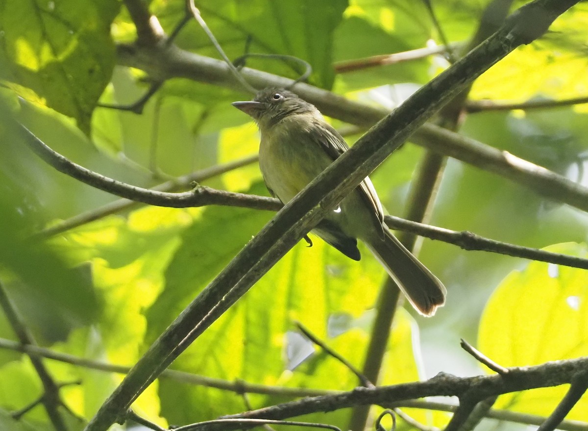 Orange-eyed Flatbill - ML624480859