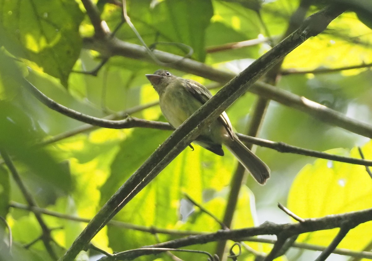 Orange-eyed Flatbill - ML624480898