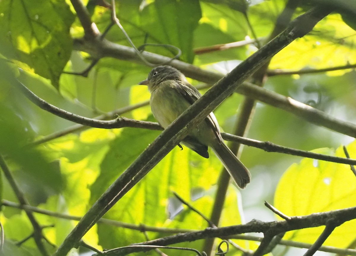 Orange-eyed Flatbill - ML624480907