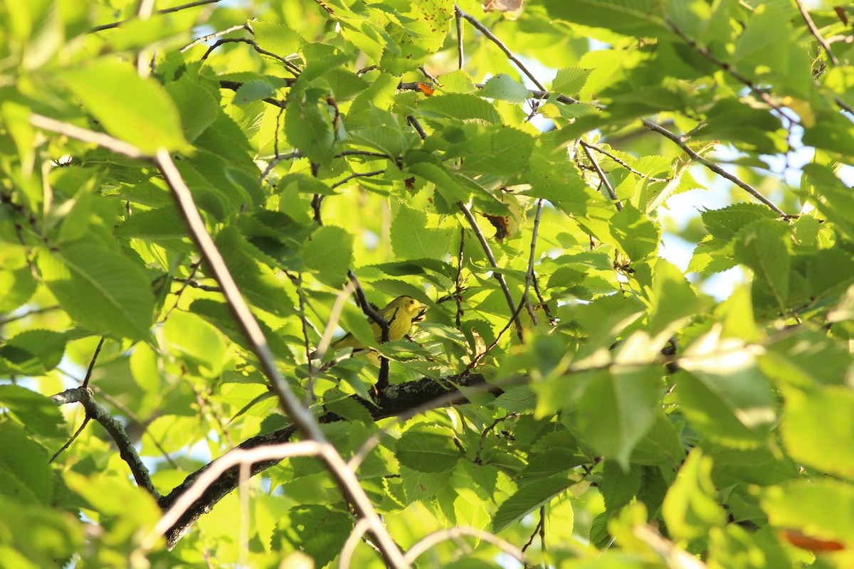 Wilson's Warbler - ML624480912