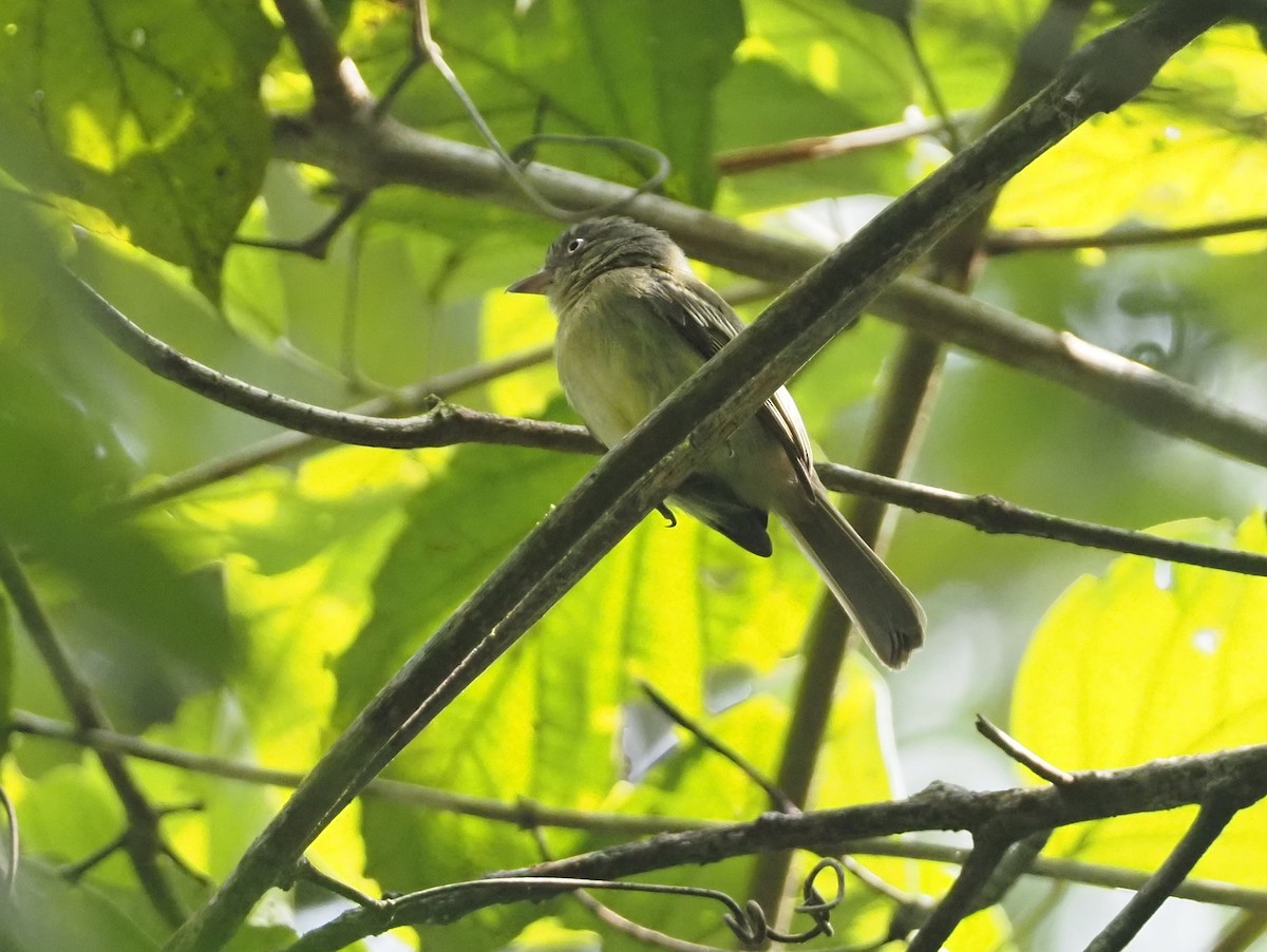 Orange-eyed Flatbill - ML624480913