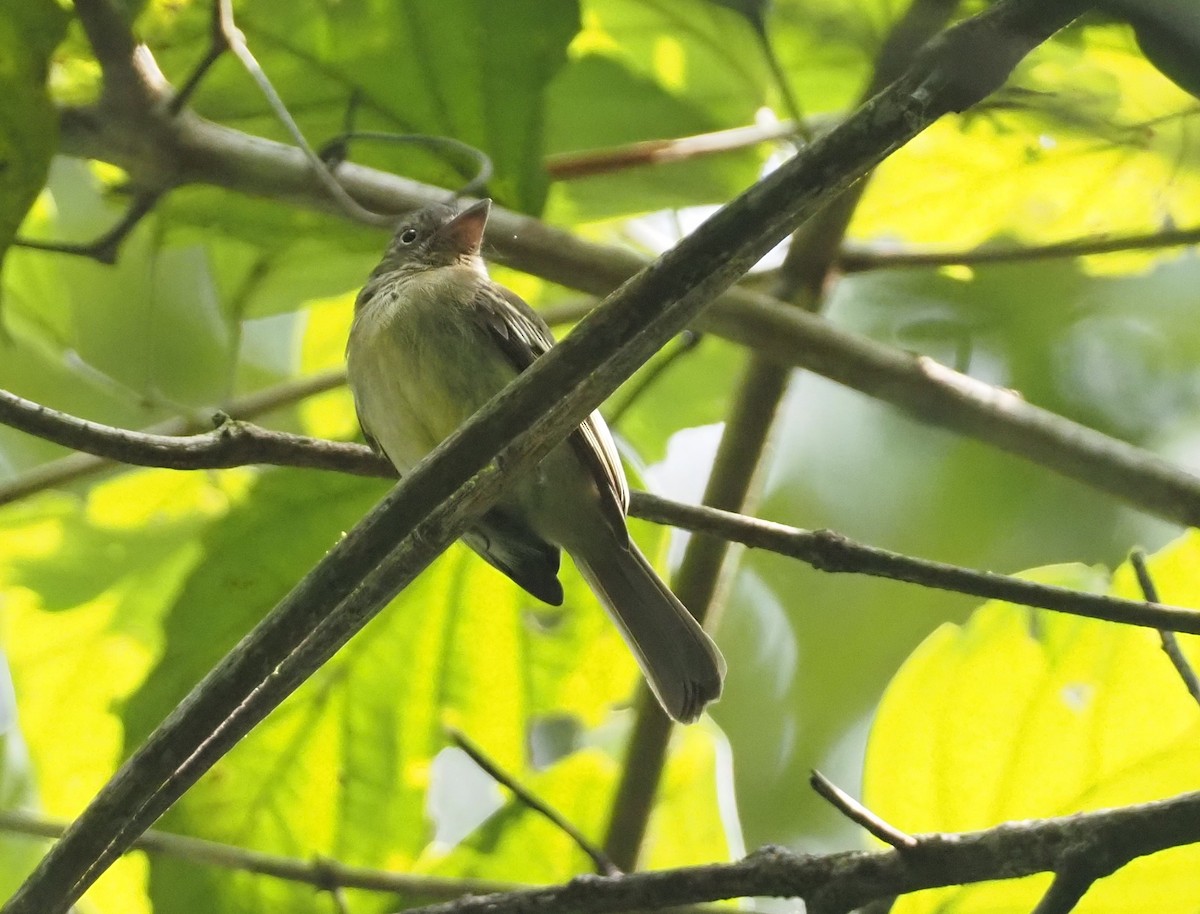 Orange-eyed Flatbill - ML624480925