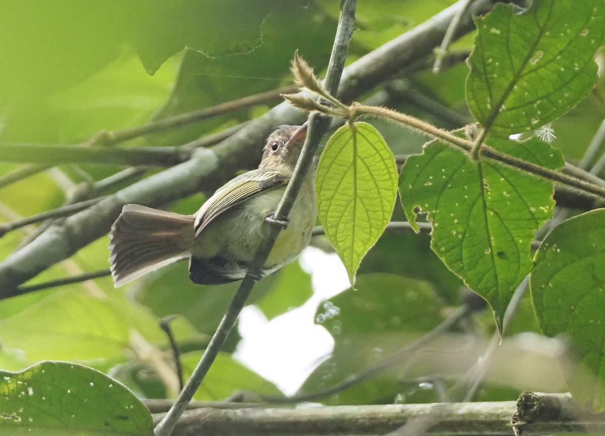 Orange-eyed Flatbill - ML624480934