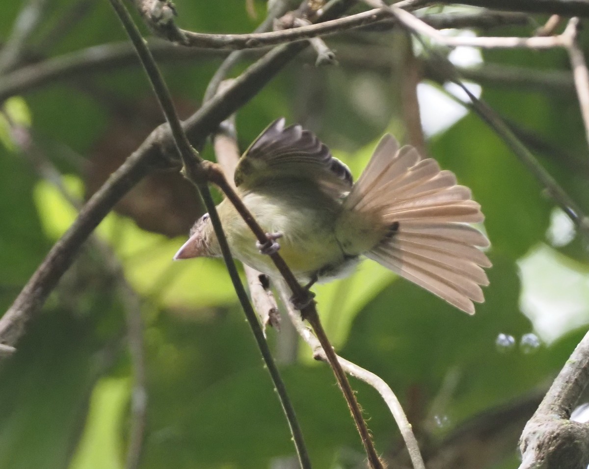 Orange-eyed Flatbill - ML624480988