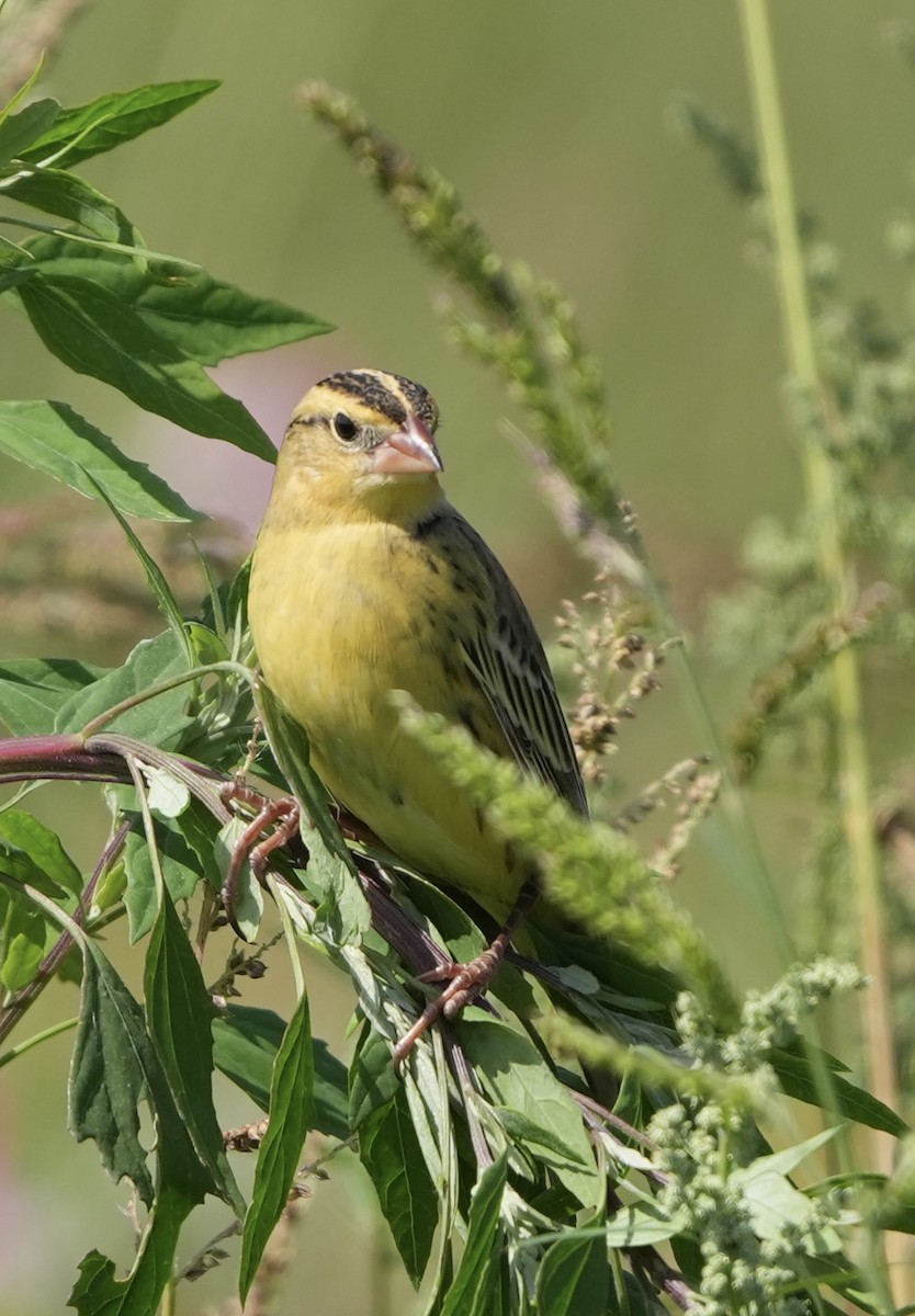 Bobolink - ML624481040