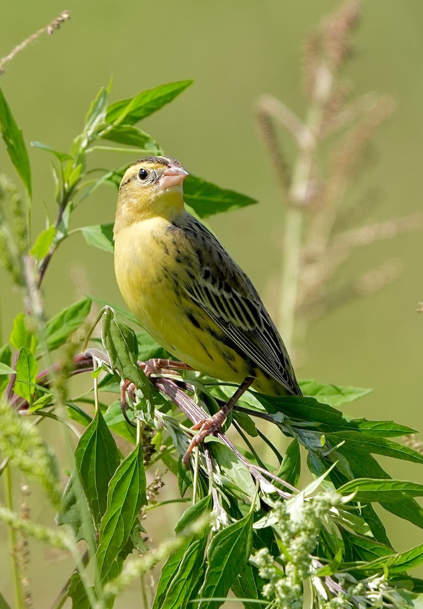 Bobolink - ML624481041