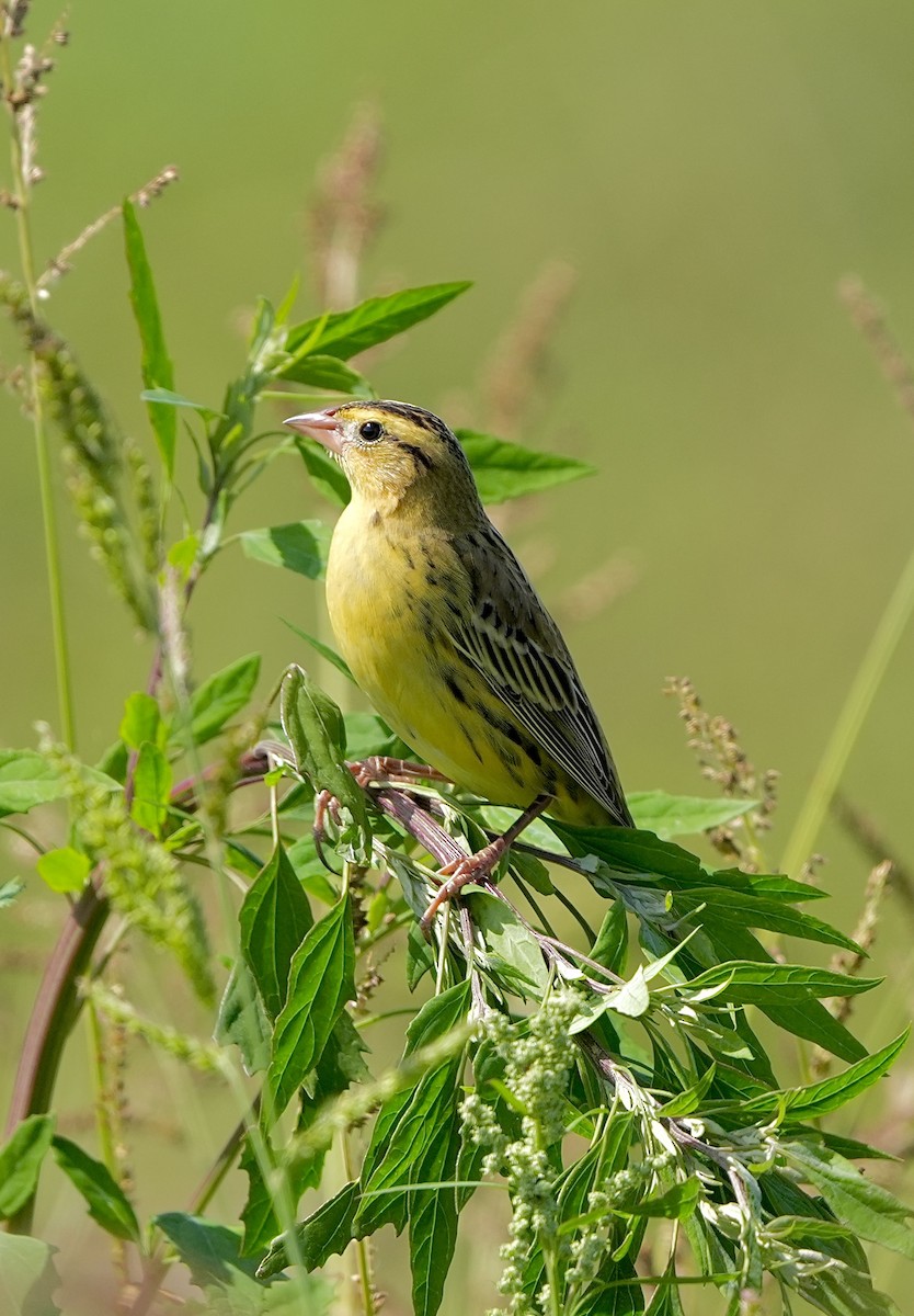 Bobolink - ML624481042