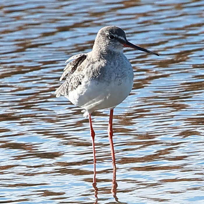 Spotted Redshank - ML624481091