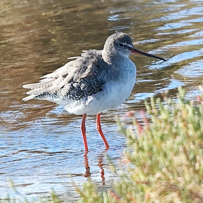 Spotted Redshank - ML624481098