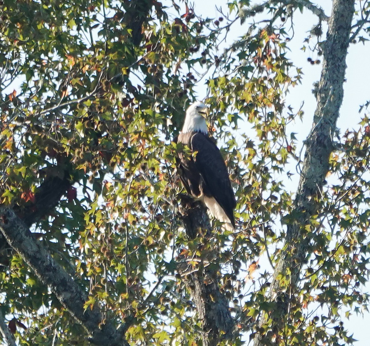 Bald Eagle - ML624481243