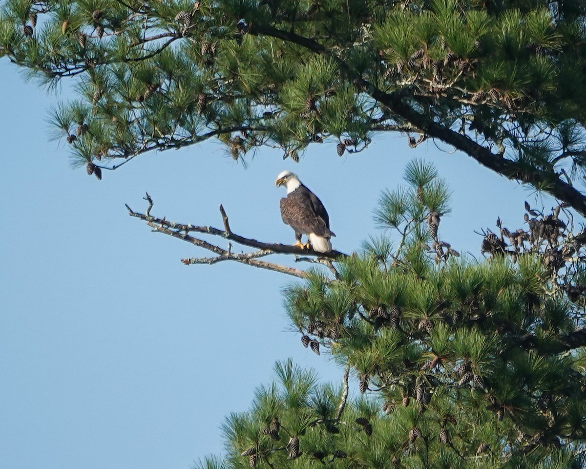 Bald Eagle - ML624481244