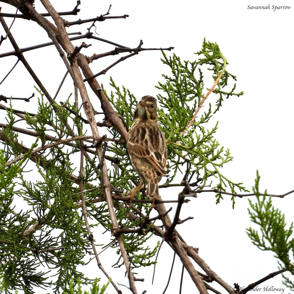 Savannah Sparrow - ML624481382