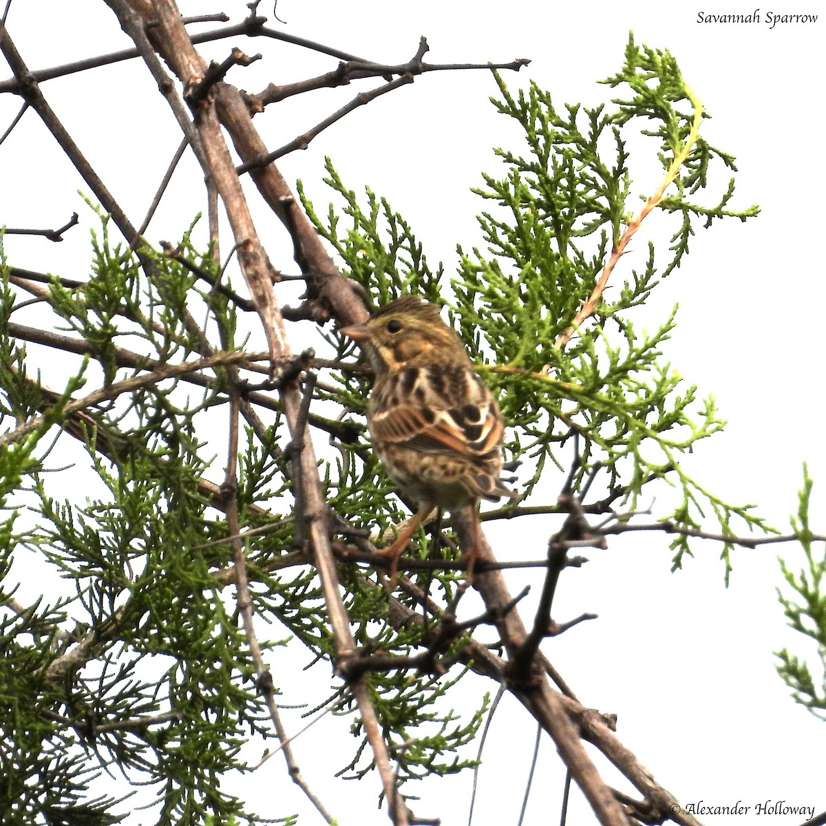 Savannah Sparrow - ML624481383