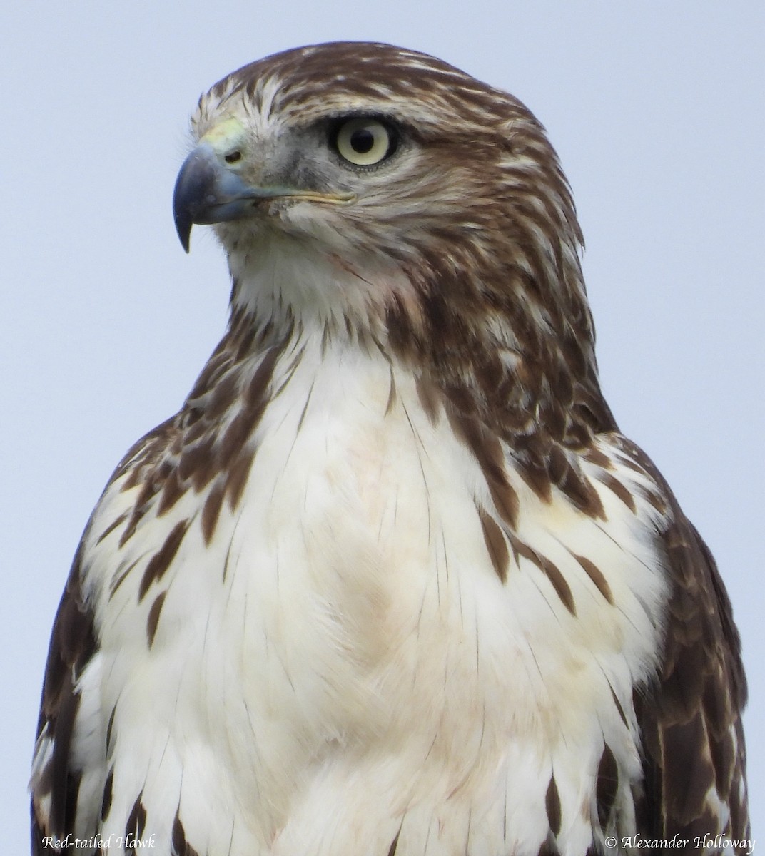 Red-tailed Hawk - ML624481393