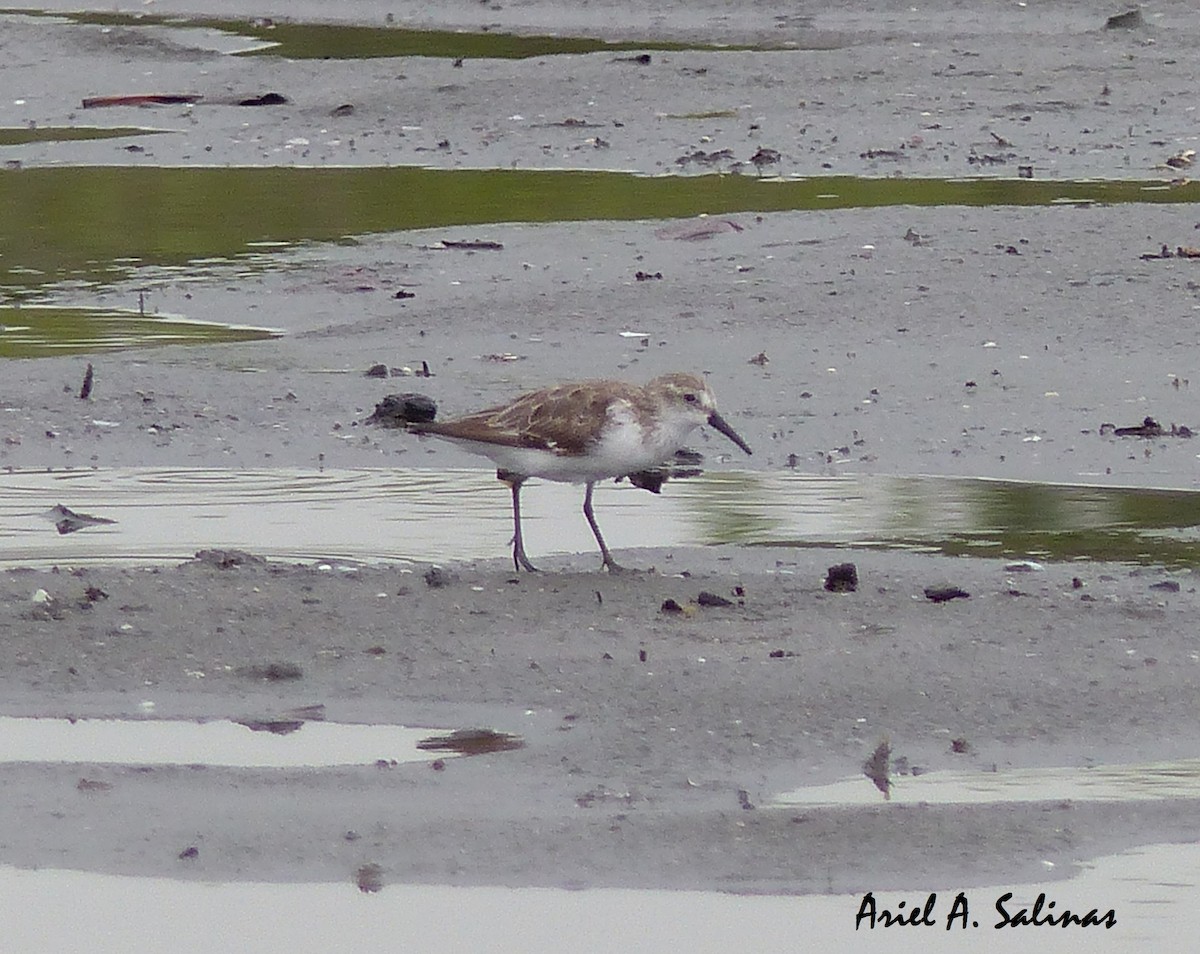 Western Sandpiper - Ariel  Salinas