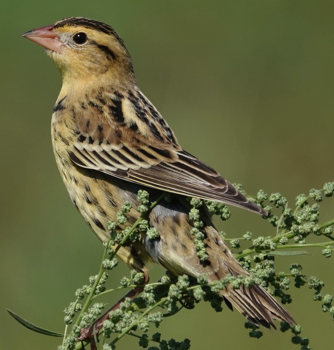 Bobolink - ML624481459