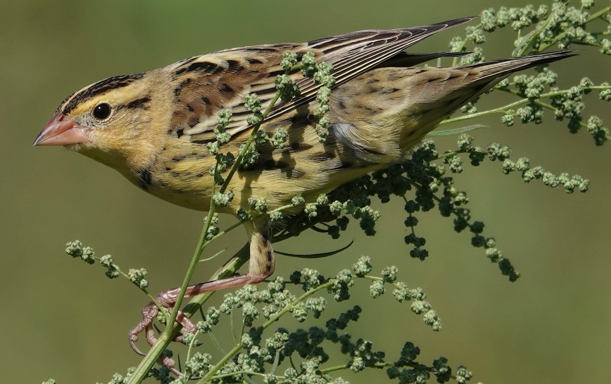 Bobolink - ML624481460