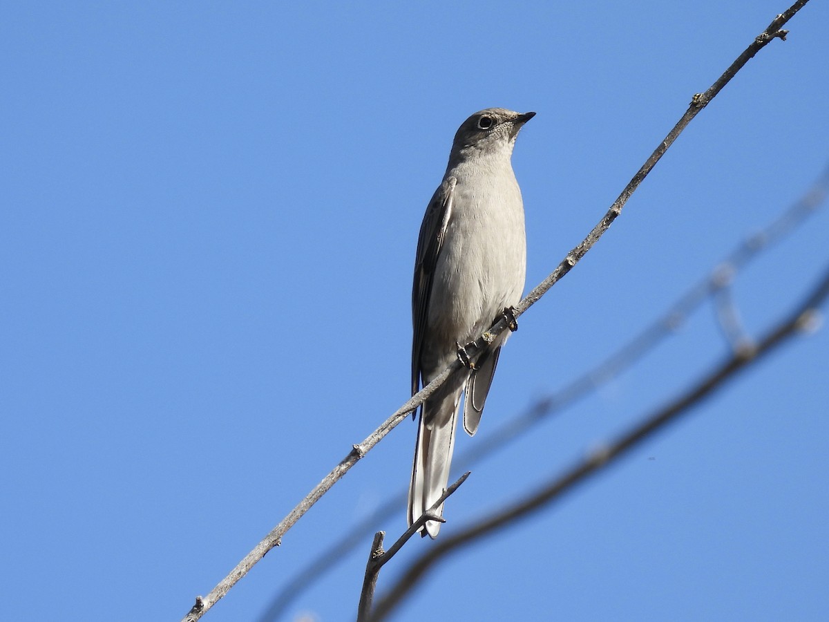 Townsend's Solitaire - ML624481652