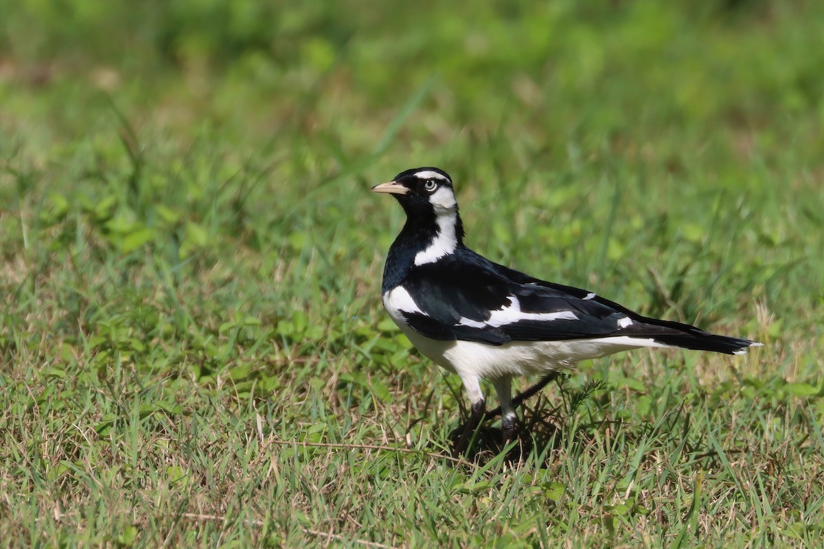 Magpie-lark - ML624481718