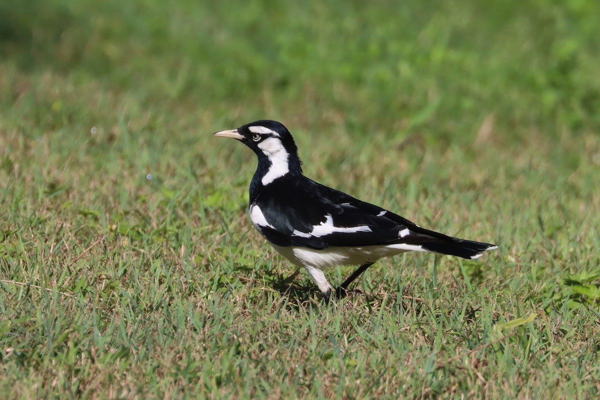 Magpie-lark - ML624481719