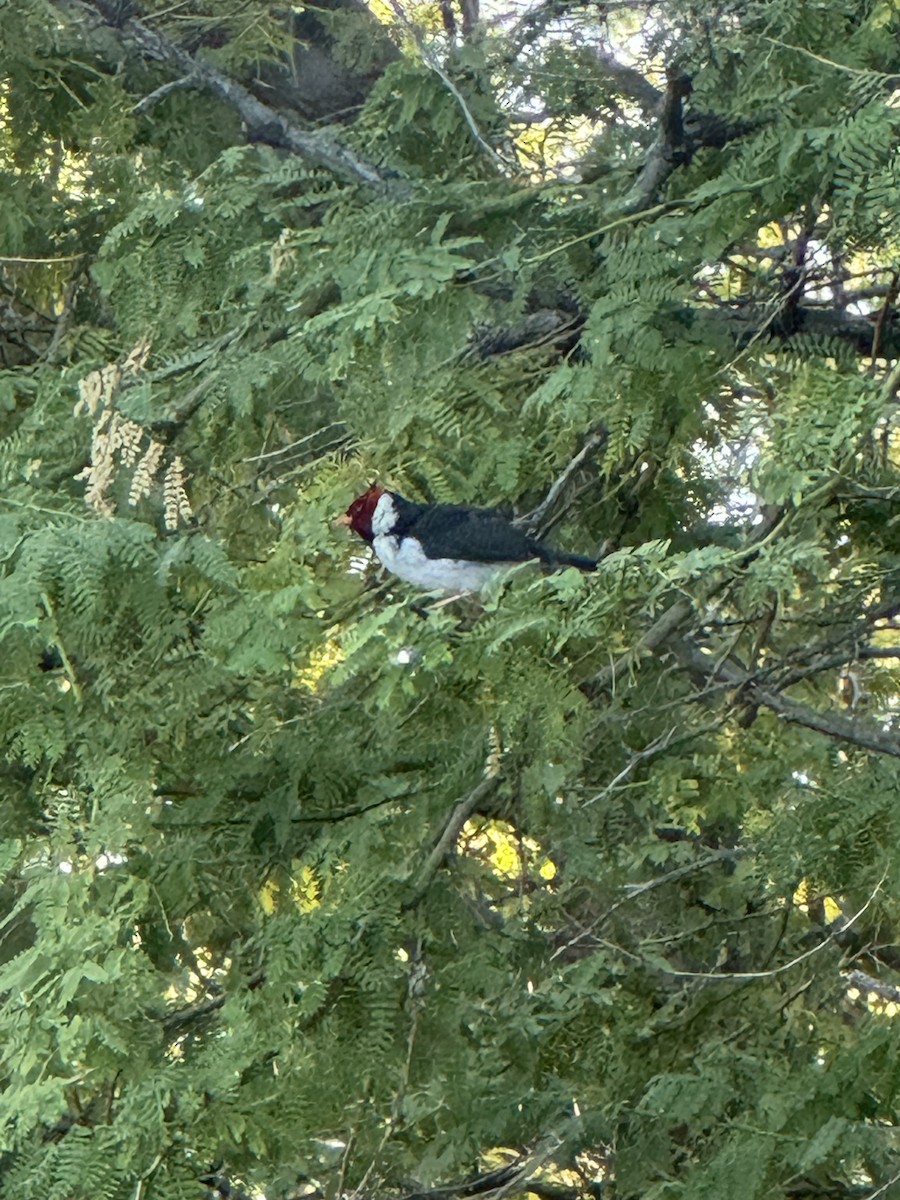 Yellow-billed Cardinal - ML624481819