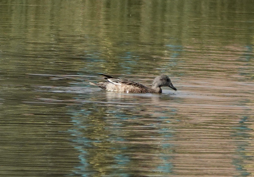 American Wigeon - ML624481832