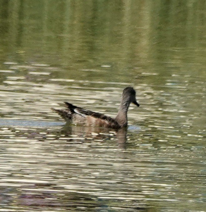 American Wigeon - ML624481834