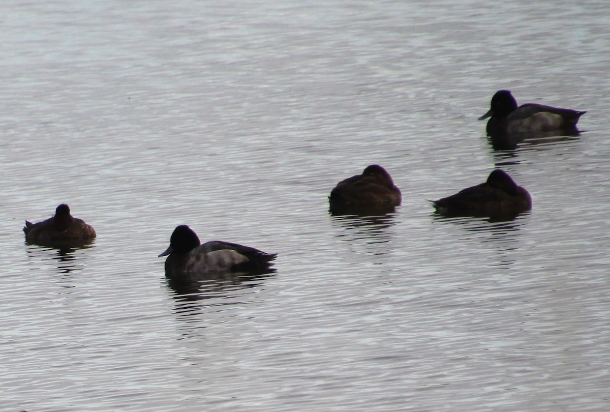 Lesser Scaup - ML624481857