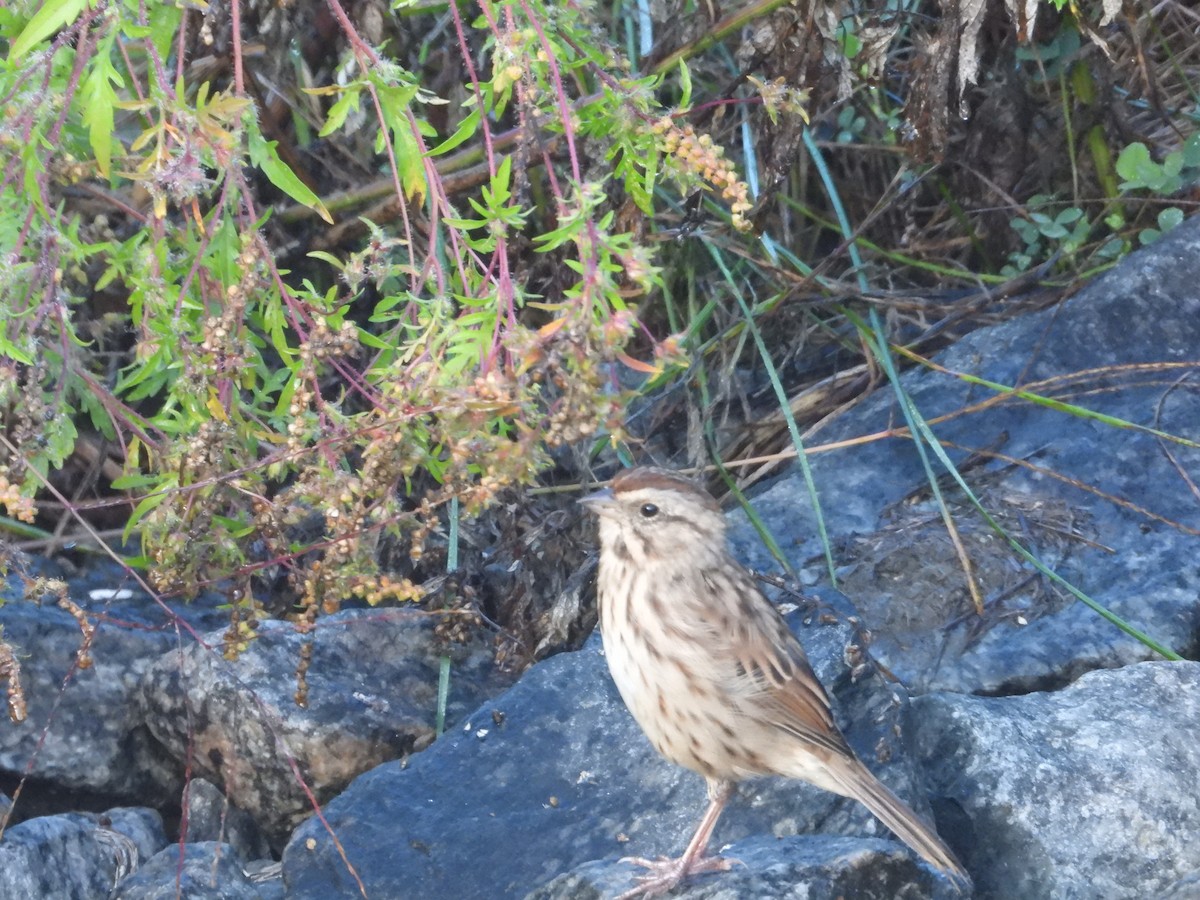 Song Sparrow - ML624481964