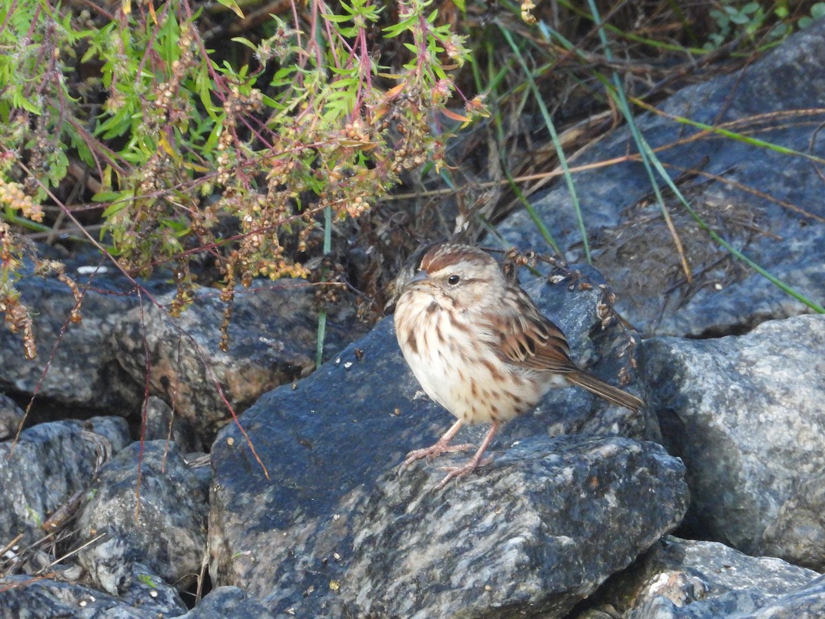 Song Sparrow - ML624481965