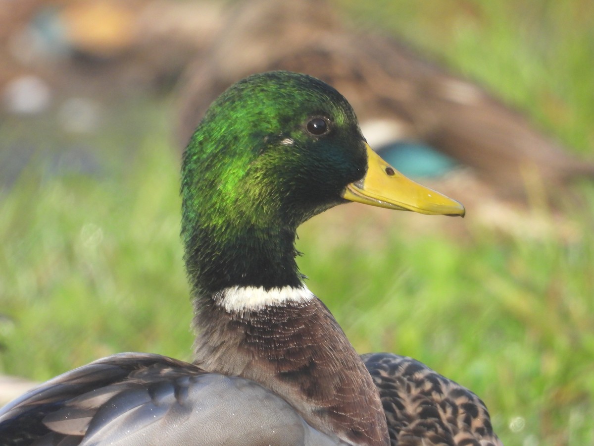 Mallard - ML624481988