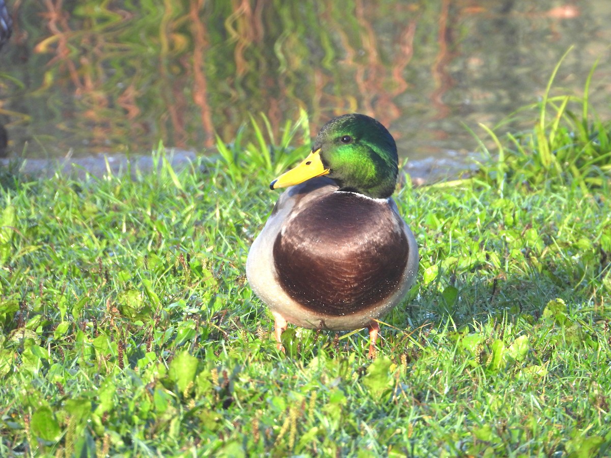 Mallard - ML624481993