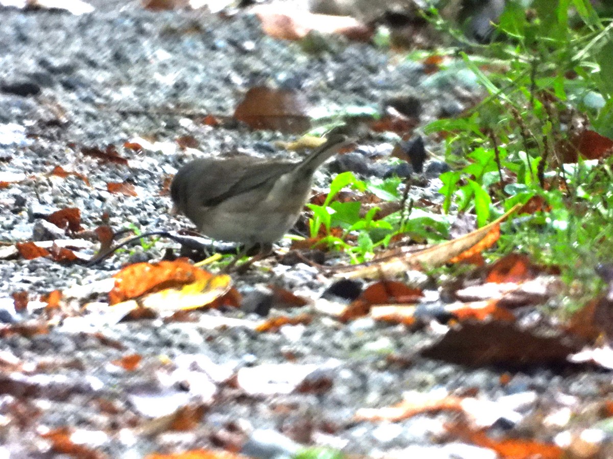 Dark-eyed Junco - ML624482011